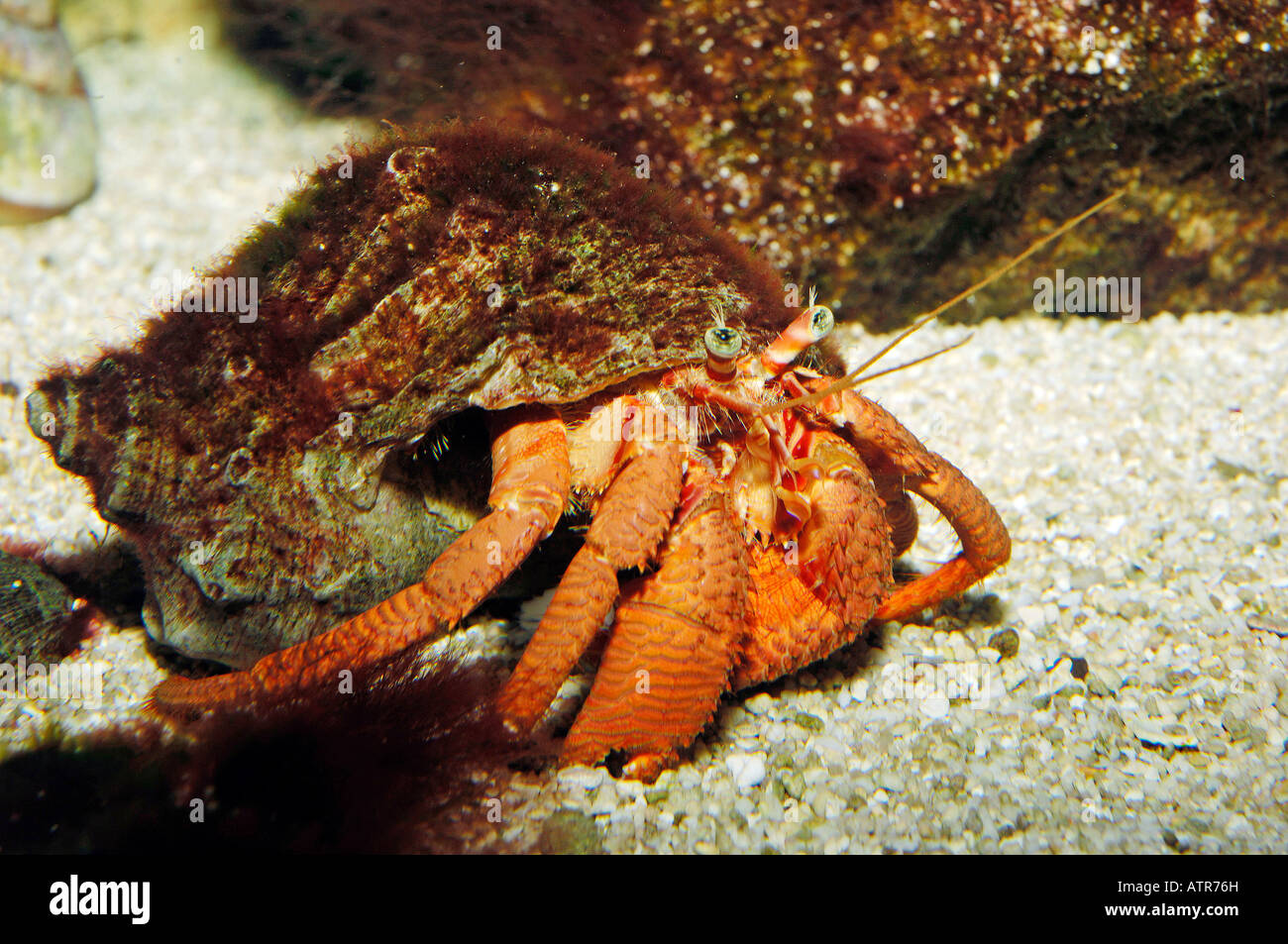 Large Hermit Crab Stock Photo - Alamy