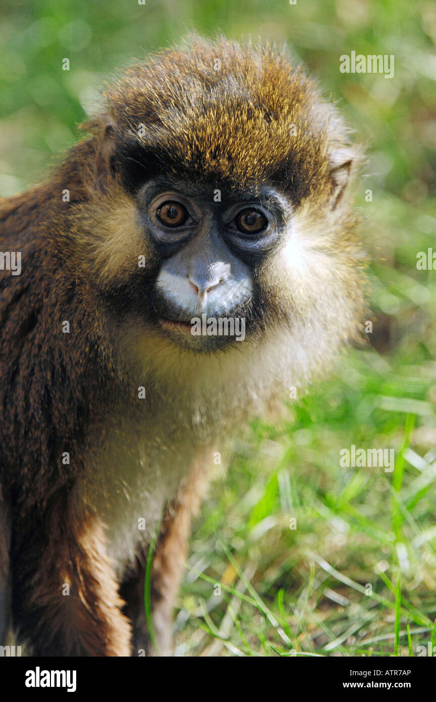 Moustached Monkey Stock Photo