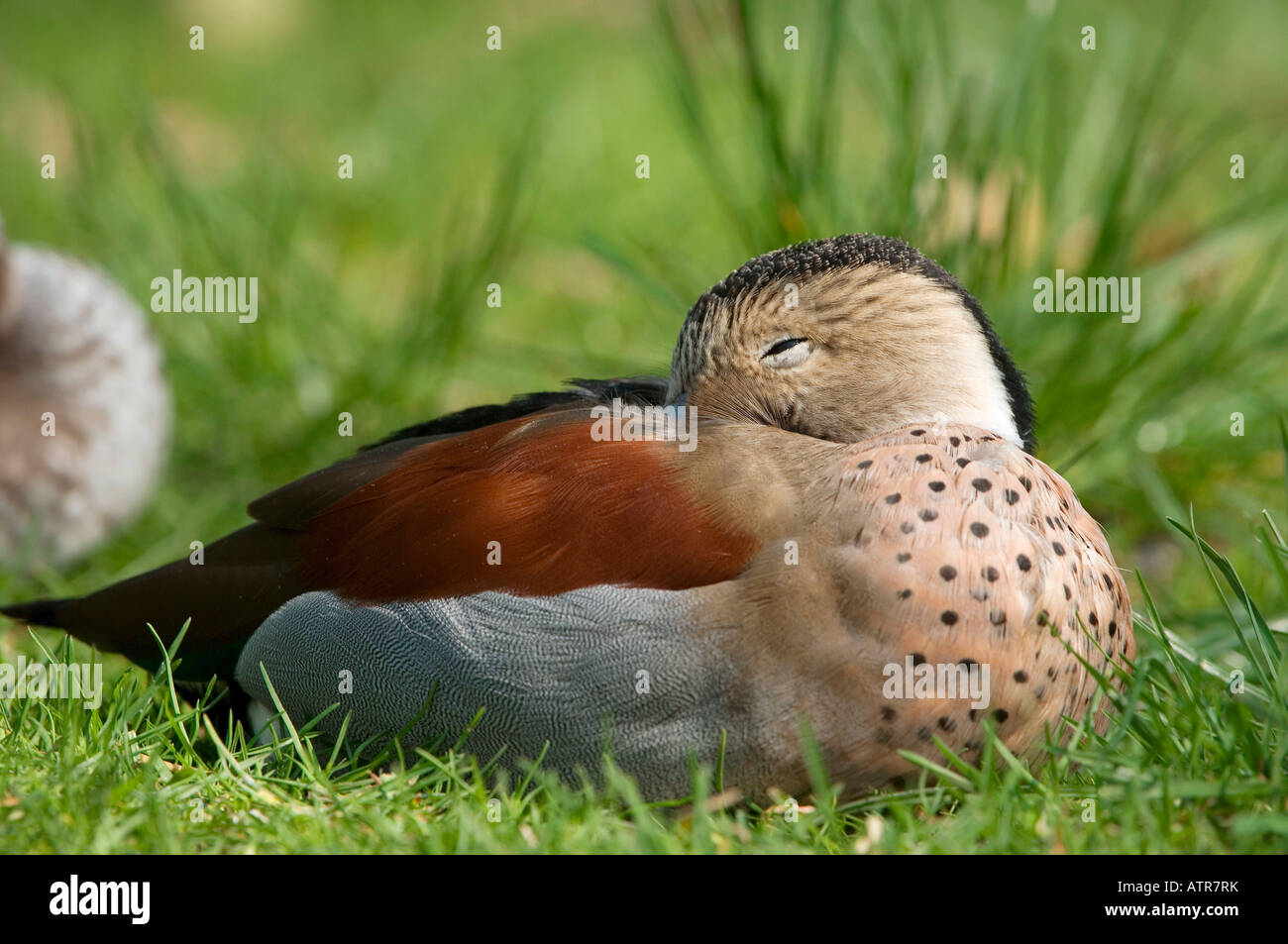 Ringed Teal Stock Photo
