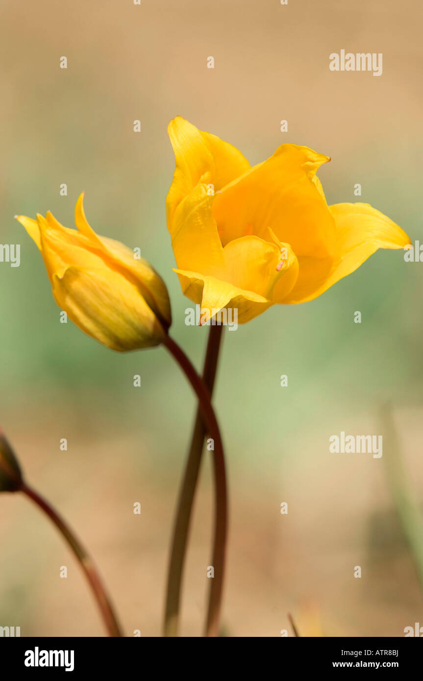 Tulipa sylvestris bulb hi-res stock photography and images - Alamy