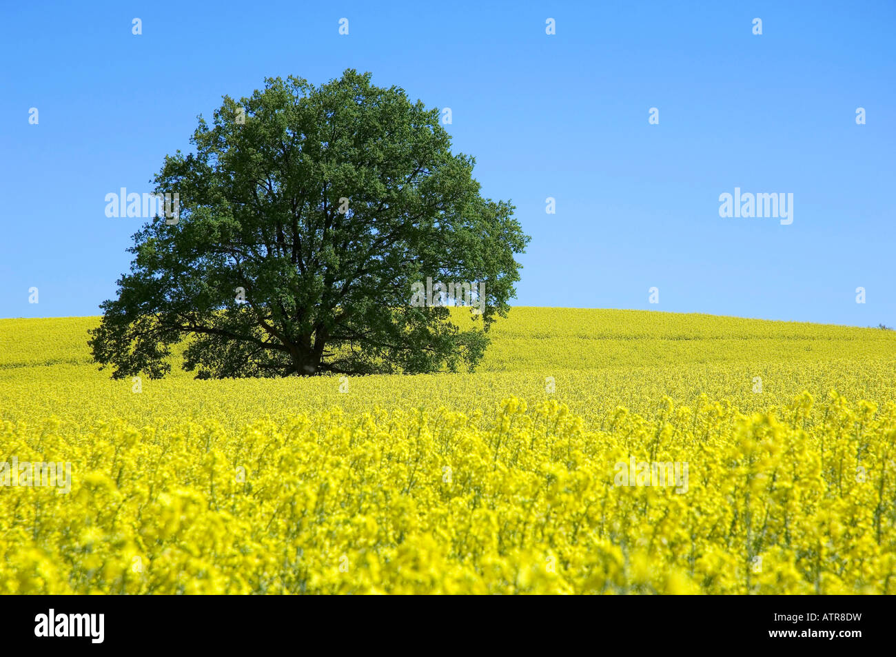 Rapre Tree Oak tree in Rape field Stock Photo - Alamy