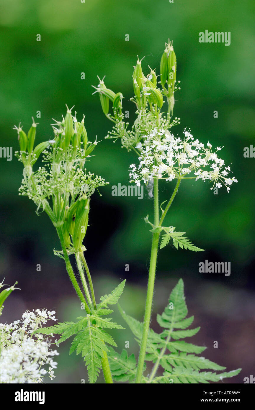 Sweet Cicely Stock Photo