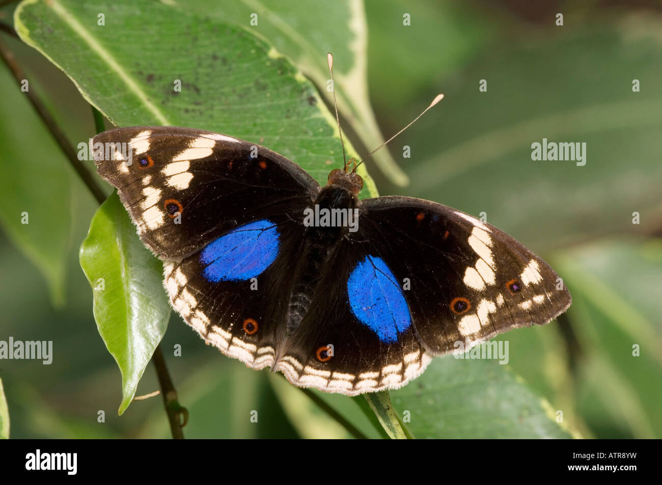 Dark Blue Pansy Stock Photo Alamy