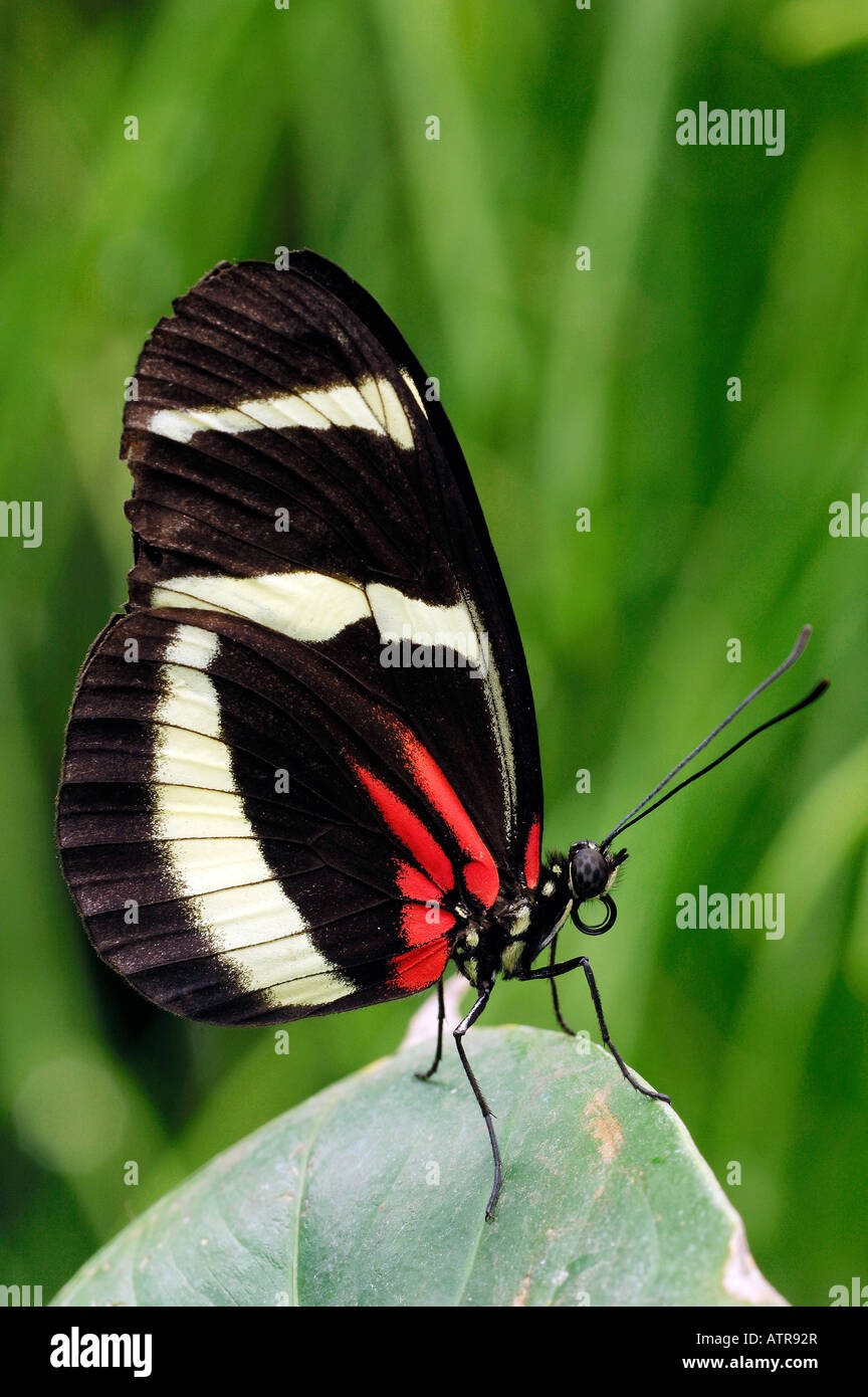Passion flower butterfly hires stock photography and images Alamy