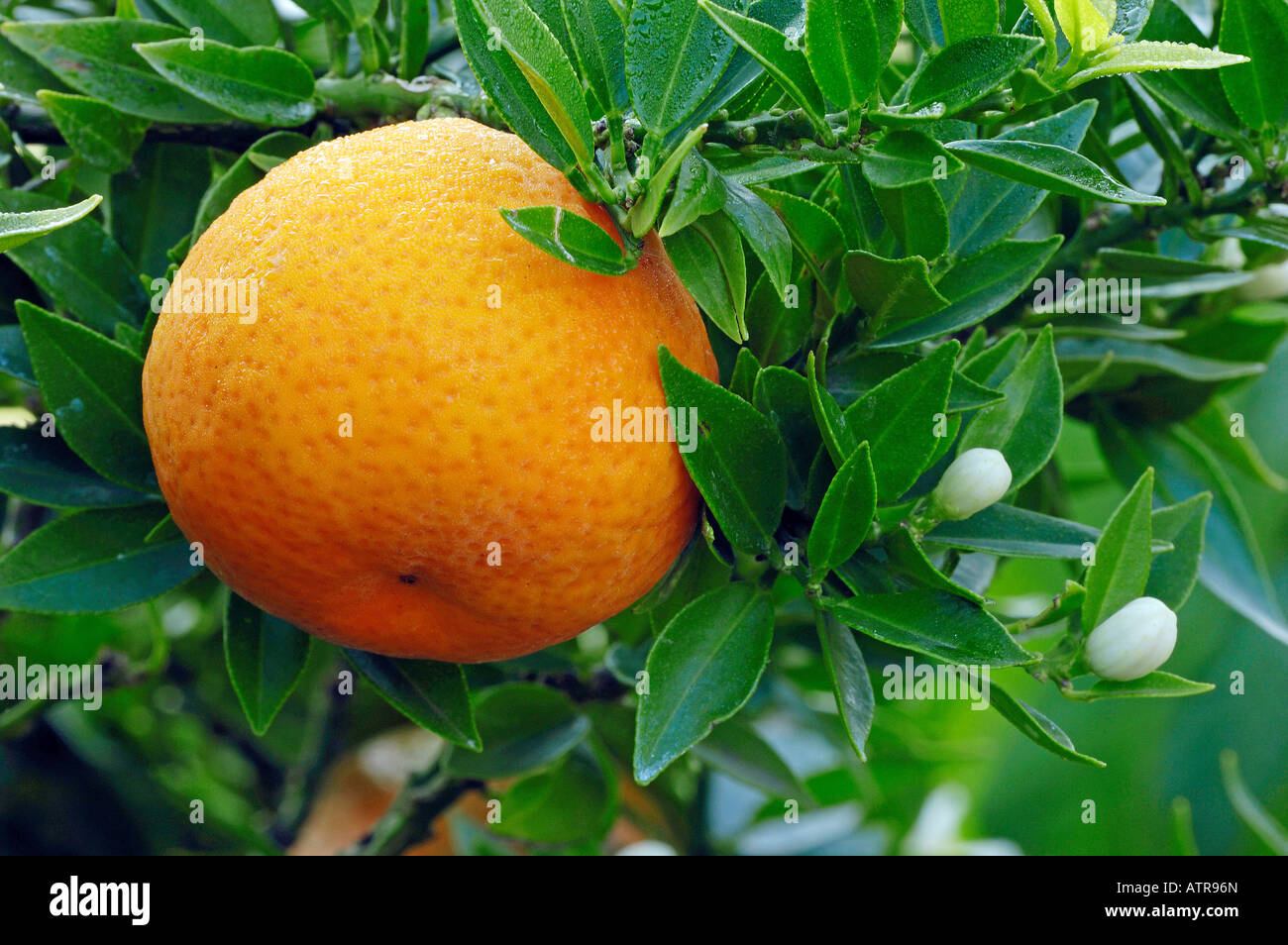 Sour Orange Stock Photo