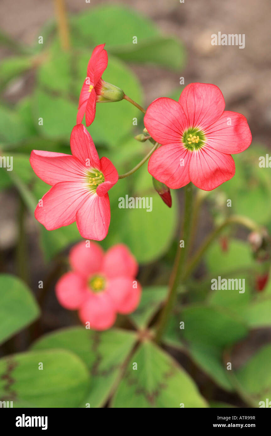 Oxalis Iron Cross Stock Photo Alamy