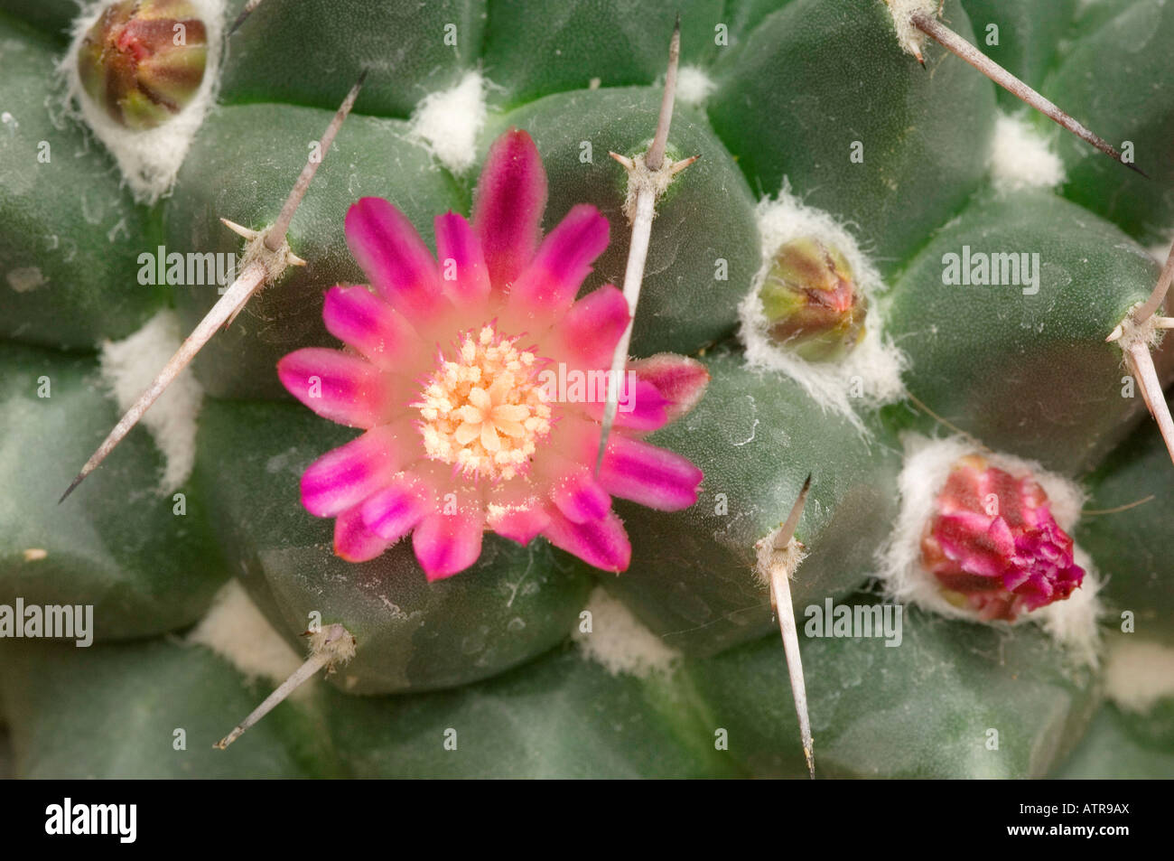 Pincushion Cactus Stock Photo
