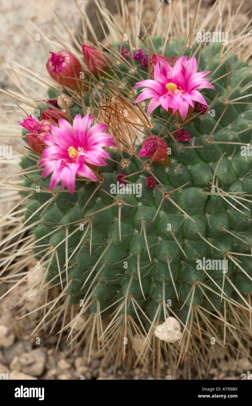 Mammillaria spinosissima cactus pincushion cactus hires stock