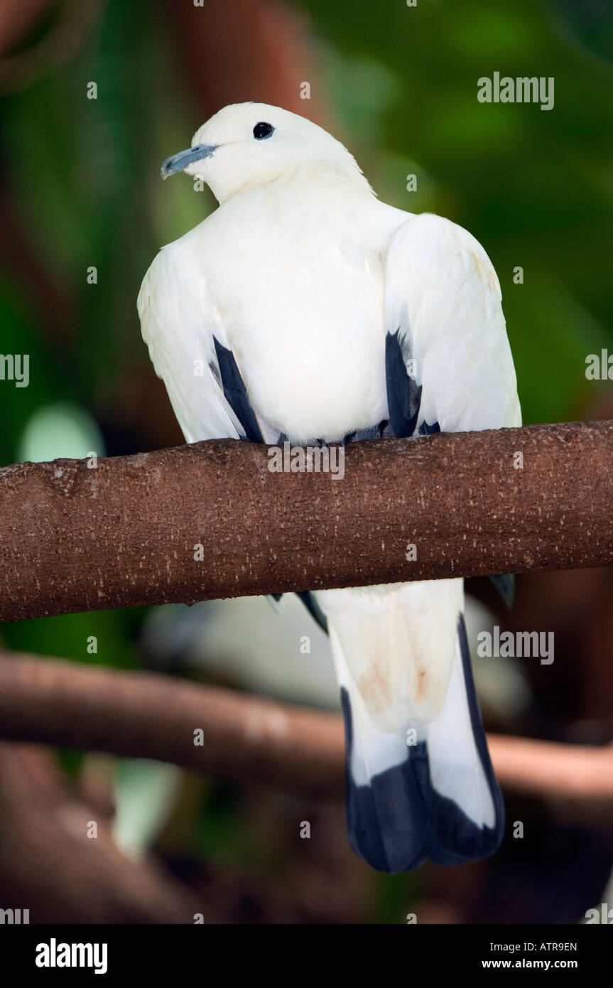 Pied Imperial Pigeon Stock Photo