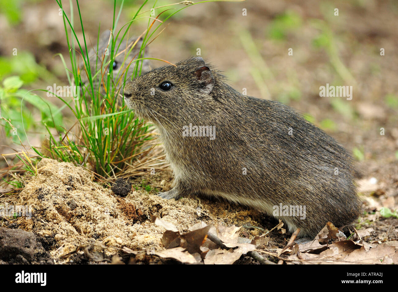 Wild Guinea Pig Stock Photo Alamy