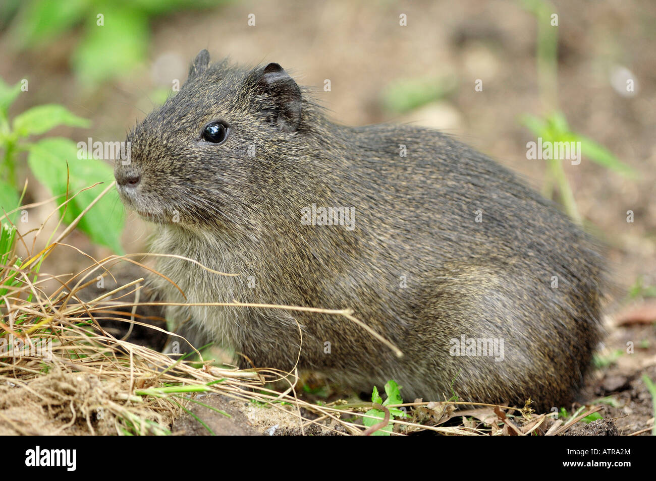 Wild Guinea Pig Stock Photo Alamy