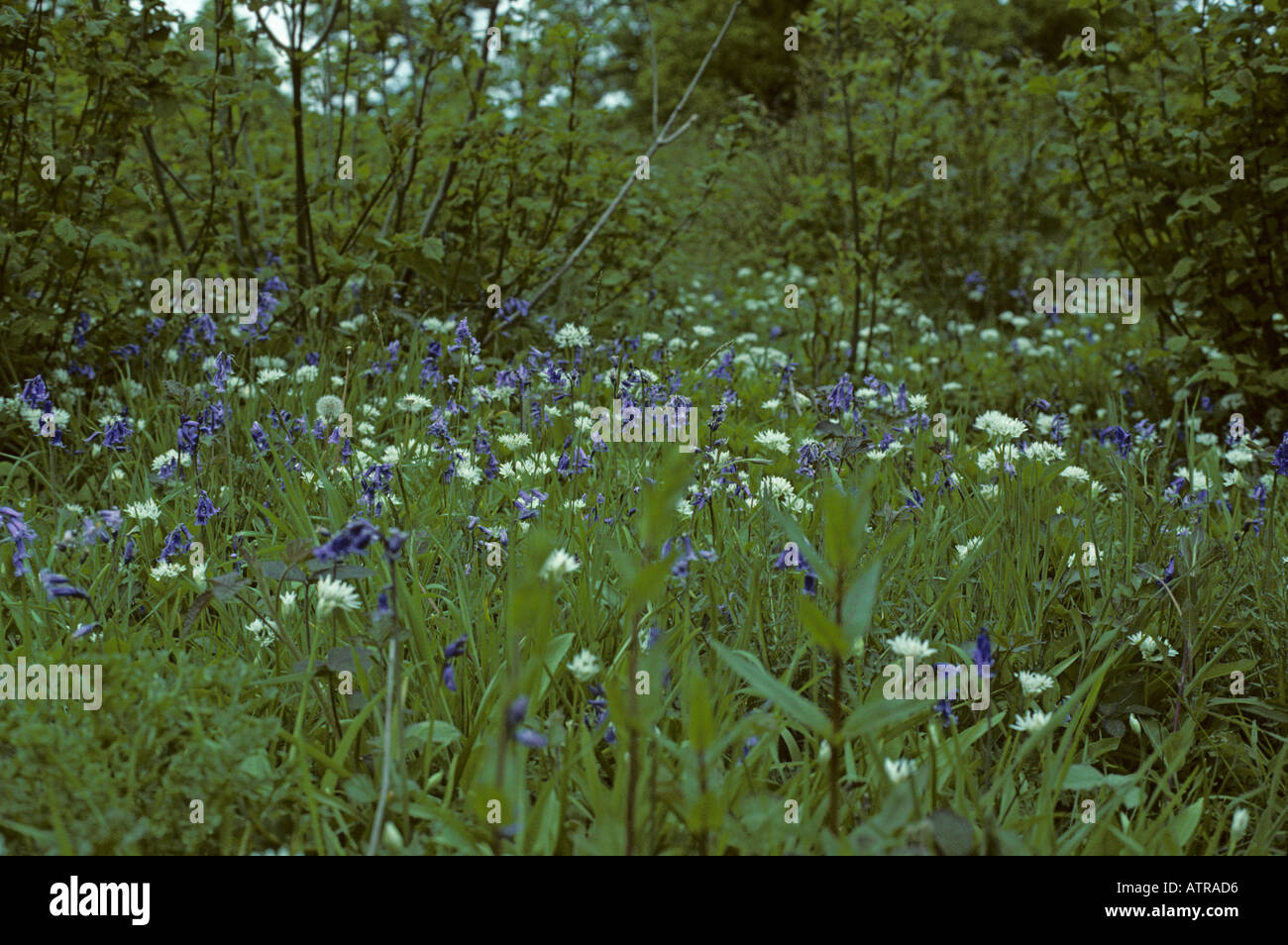 Wild Ransom's Ransoms wild garlic may hi-res stock photography and images - Alamy