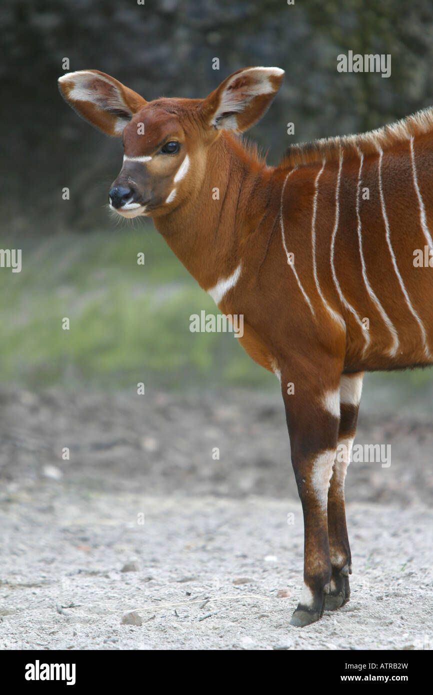 young Bongo African antelope - Tragelaphus eurycerus isaaci Stock Photo