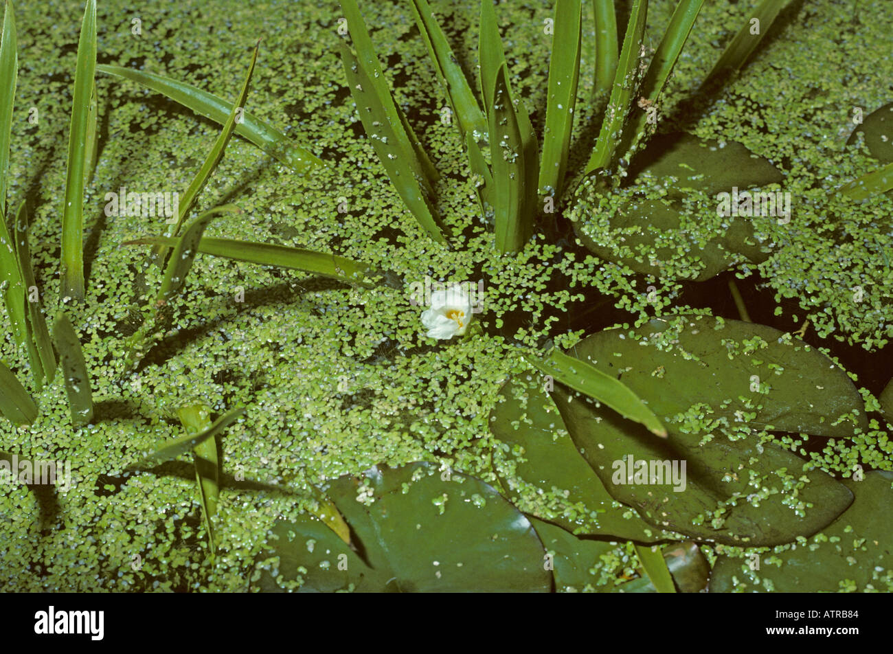 water soldier in flower in garden pond with duckweed covering water surface Stock Photo