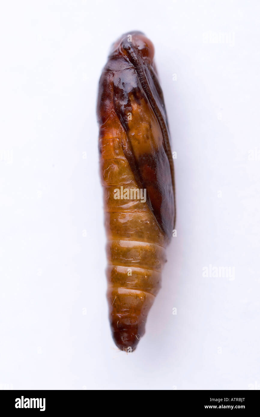 Indian Meal Moth Stock Photo Alamy