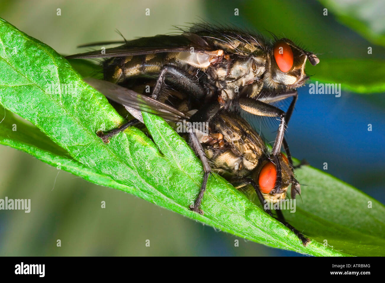 Flesh flies mating hires stock photography and images Alamy