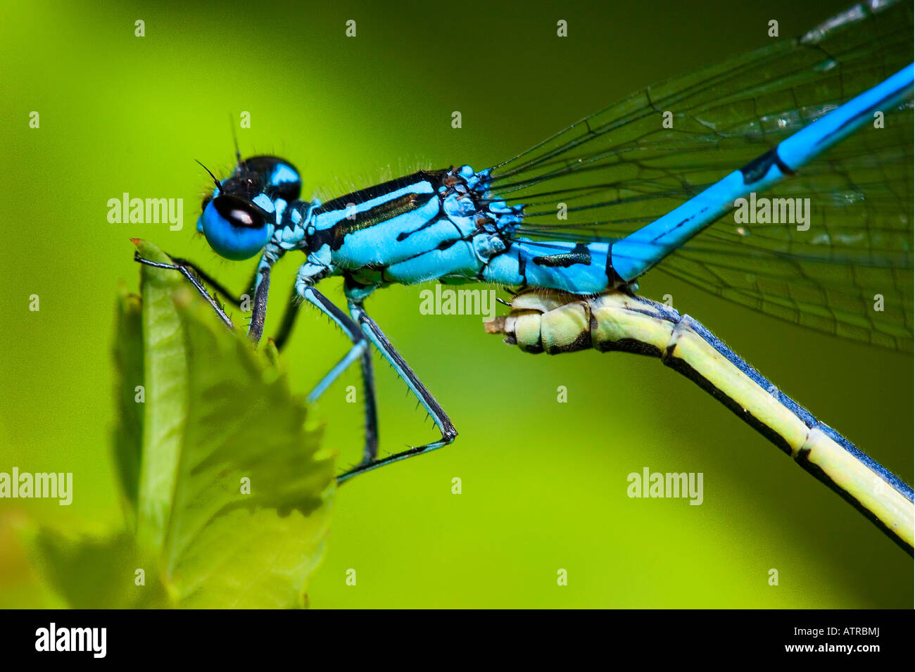 Mating pair azure damselflies hi-res stock photography and images - Alamy