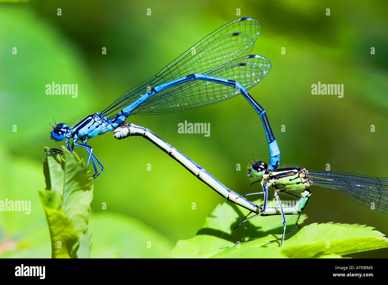 Mating pair azure damselflies hi-res stock photography and images - Alamy