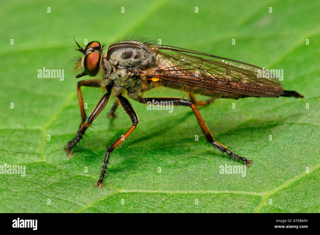 Common awl robberfly neoitamus cyanurus hires stock photography and