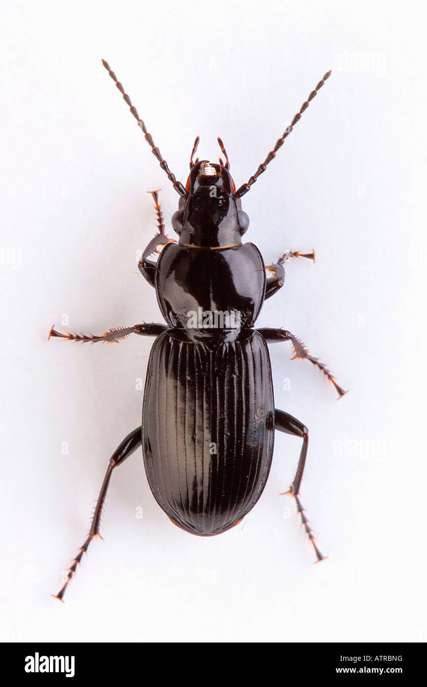 Ground insects Cut Out Stock Images & Pictures - Alamy