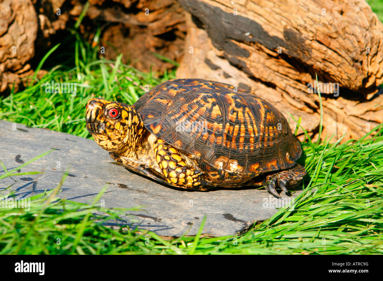 Box tortoises hi-res stock photography and images - Alamy
