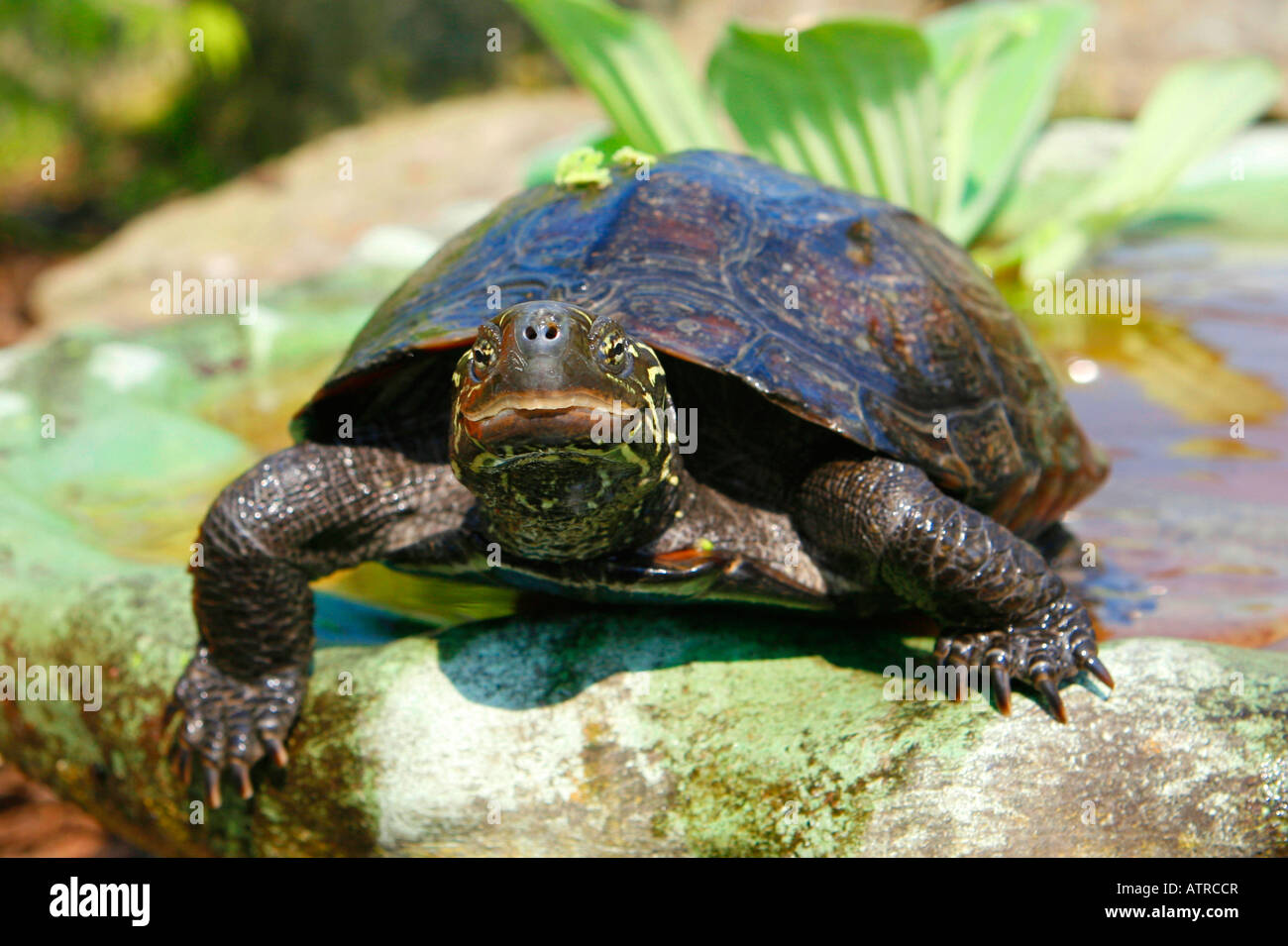 Chinese Pond Turtle Stock Photo