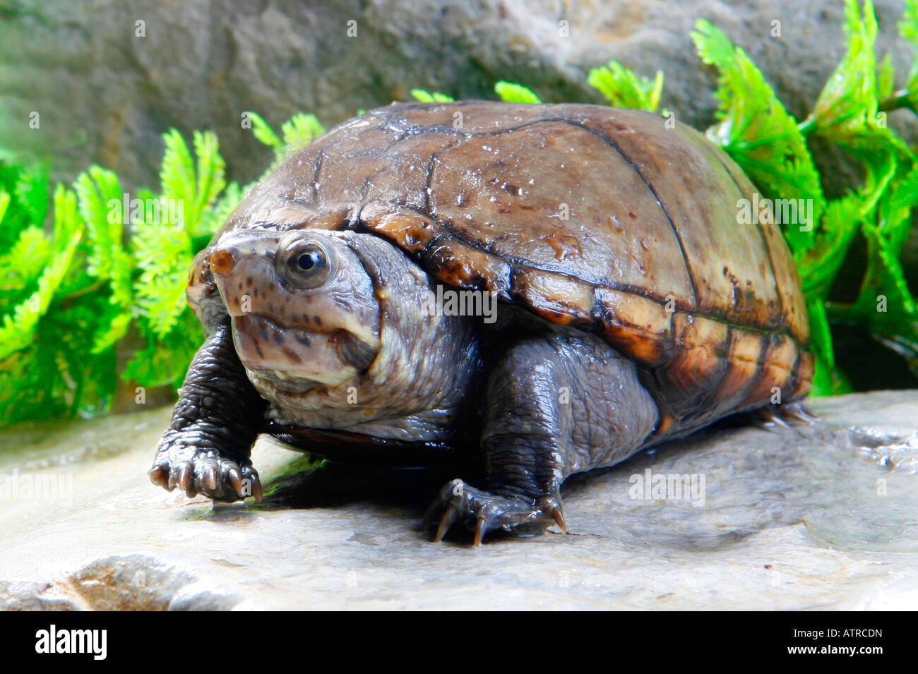 Common Musk Turtle Stock Photo Alamy