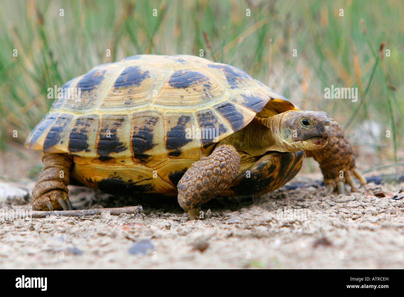 Russian Tortoise Stock Photo