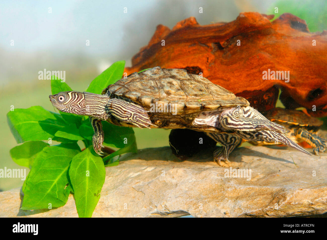 Mississippi Map Turtle Stock Photo Alamy   Mississippi Map Turtle ATRCFN 