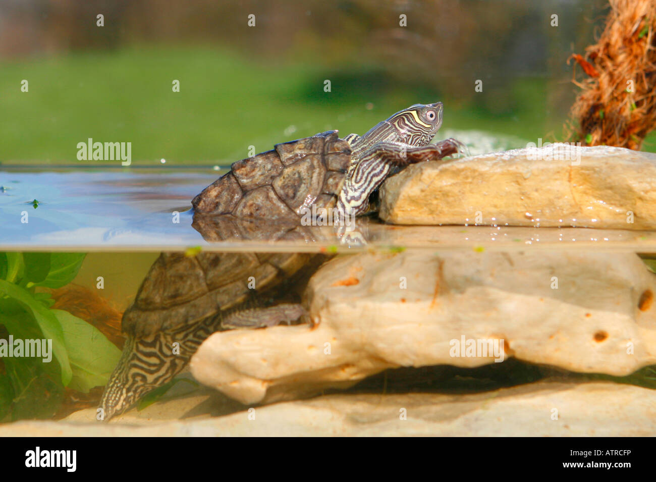 Mississippi Map Turtle Stock Photo Alamy