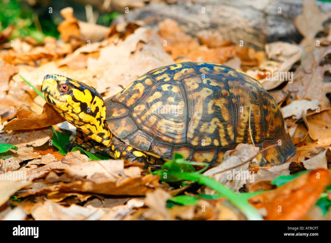 Eastern Box Turtle Stock Photo - Alamy