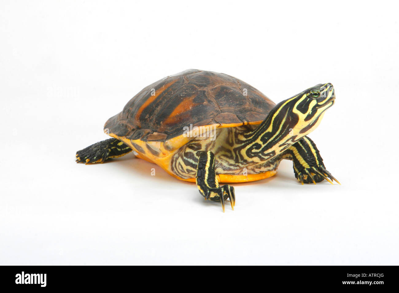 Florida Redbelly Turtle Stock Photo