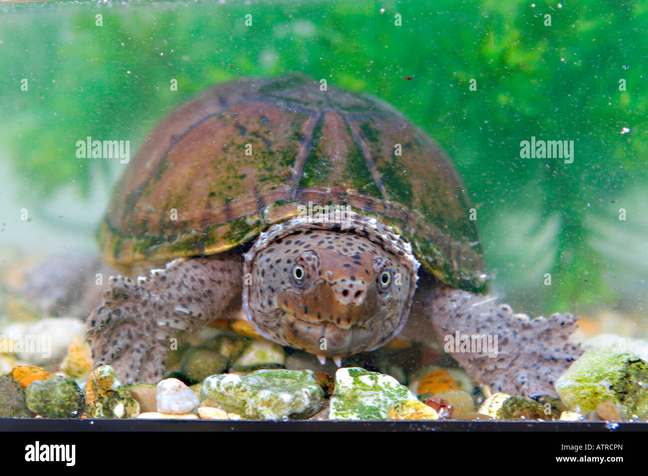 Loggerhead Musk Turtle Stock Photo - Alamy