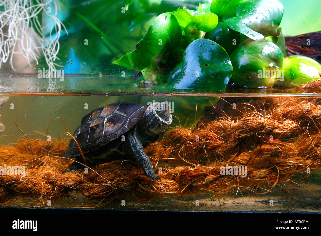 Chinese Pond Turtle Stock Photo