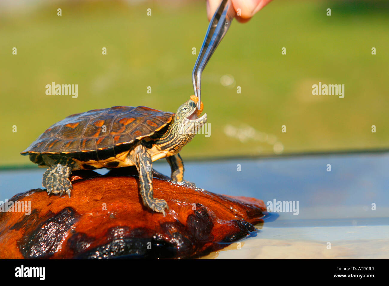 Hieroglyphic River Cooter Stock Photo