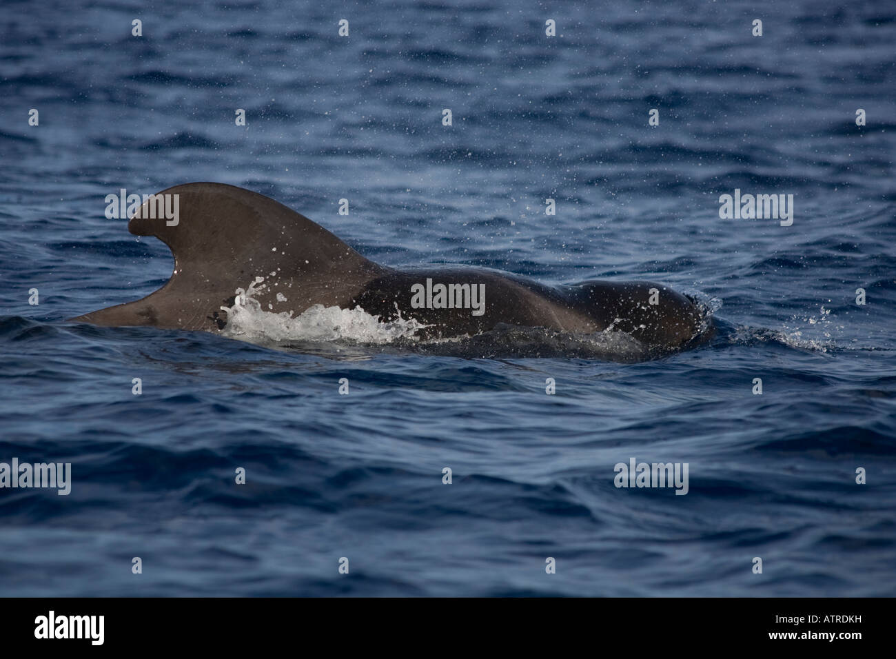 Short finned Pilot Whale La Gomera Spain surfacing male Stock Photo