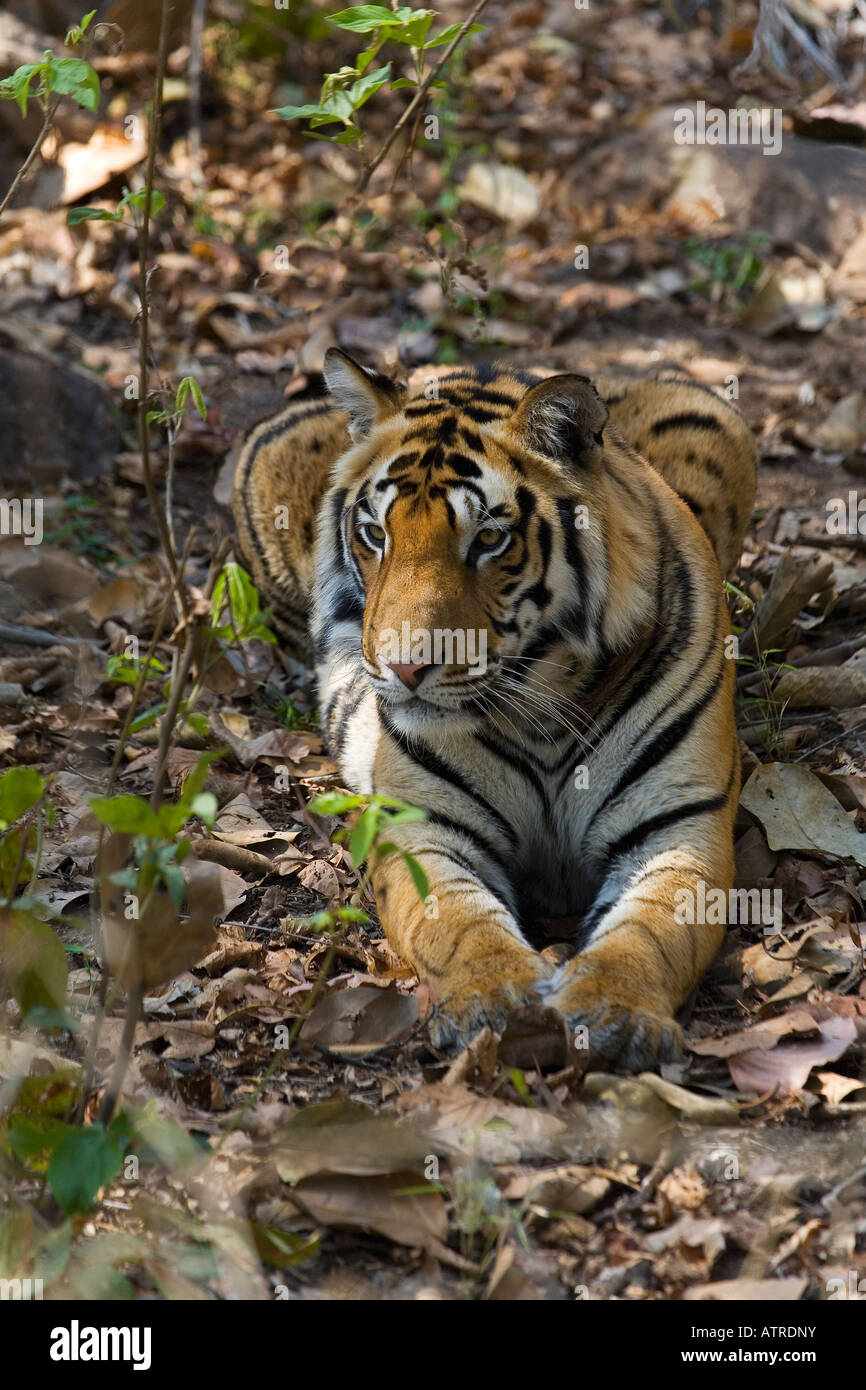 Royal Bengal Tiger resting in forest shade Kanha National Park Madhya  Pradesh India Asia Stock Photo - Alamy