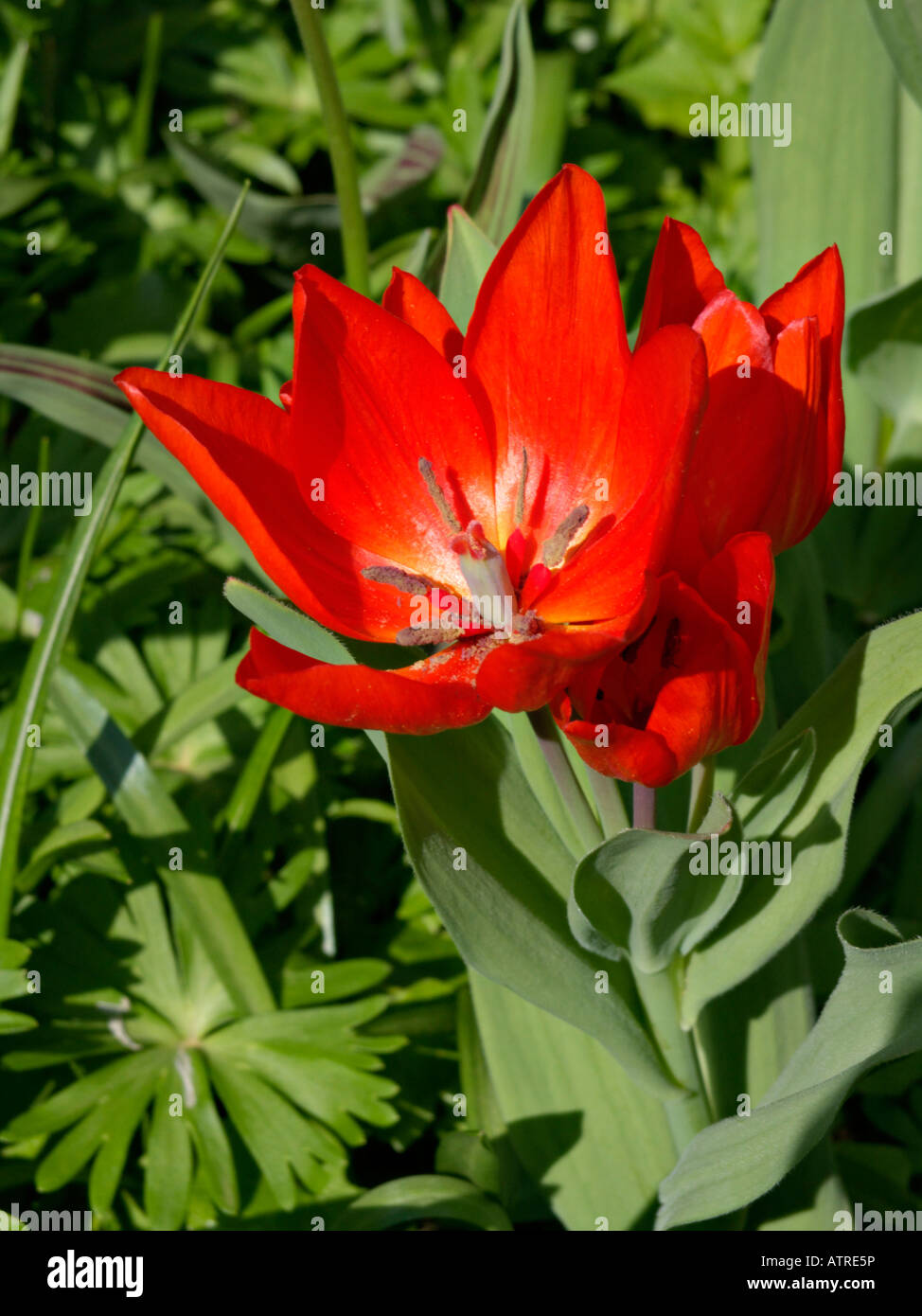 Wild tulip (Tulipa praestans 'Fusilier') Stock Photo