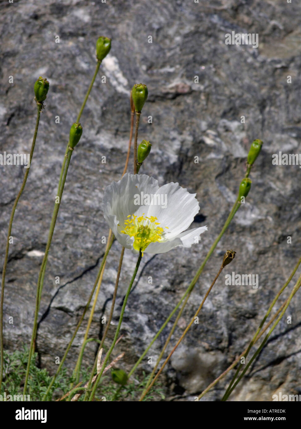 Alpine poppy (Papaver alpinum subsp. alpinum) Stock Photo