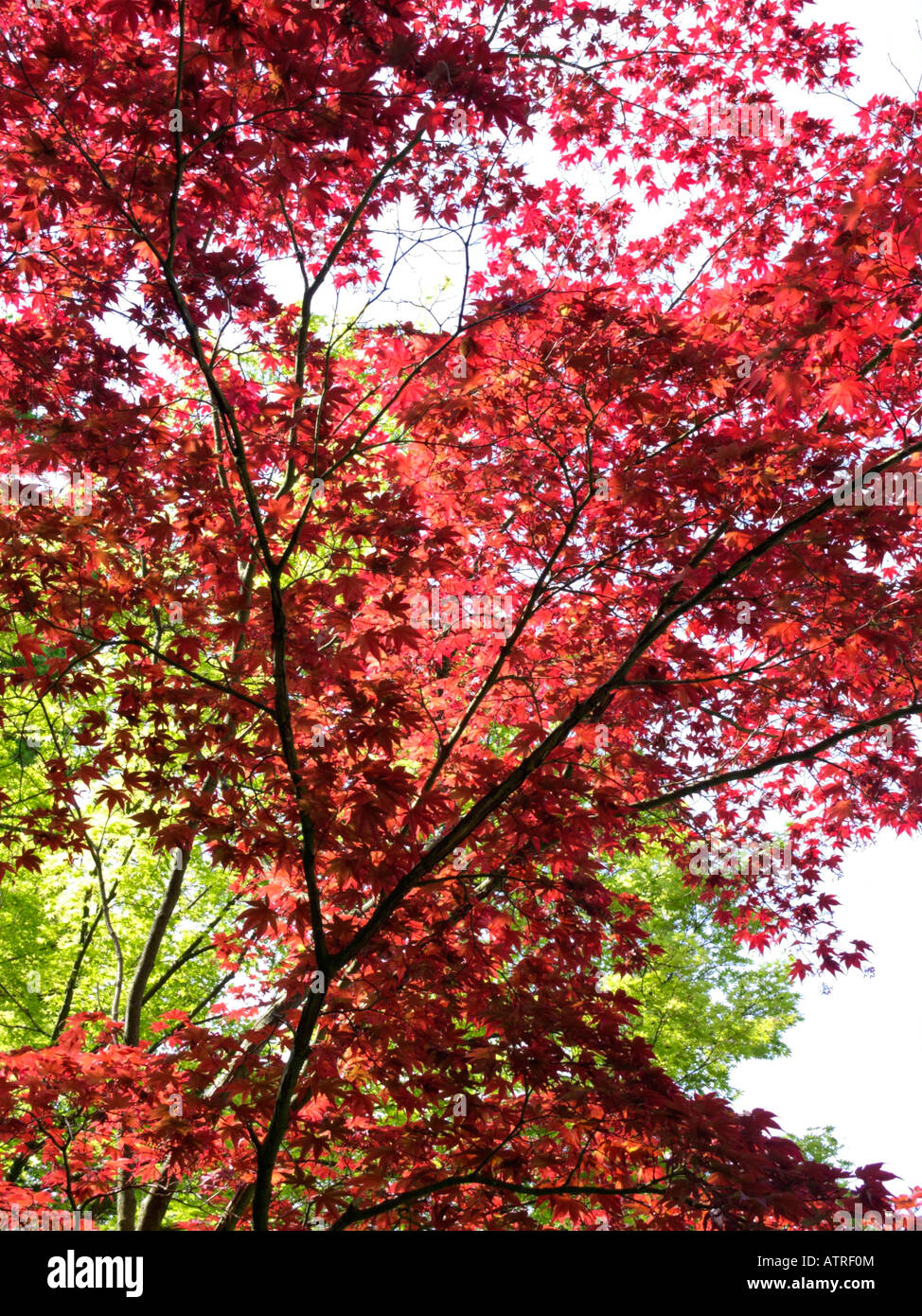 Japanese maple (Acer palmatum 'Atropurpureum') Stock Photo