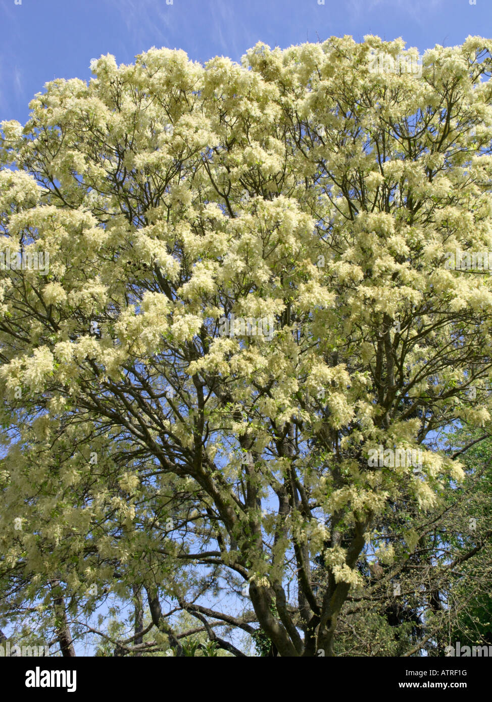 Flowering ash (Fraxinus ornus) Stock Photo