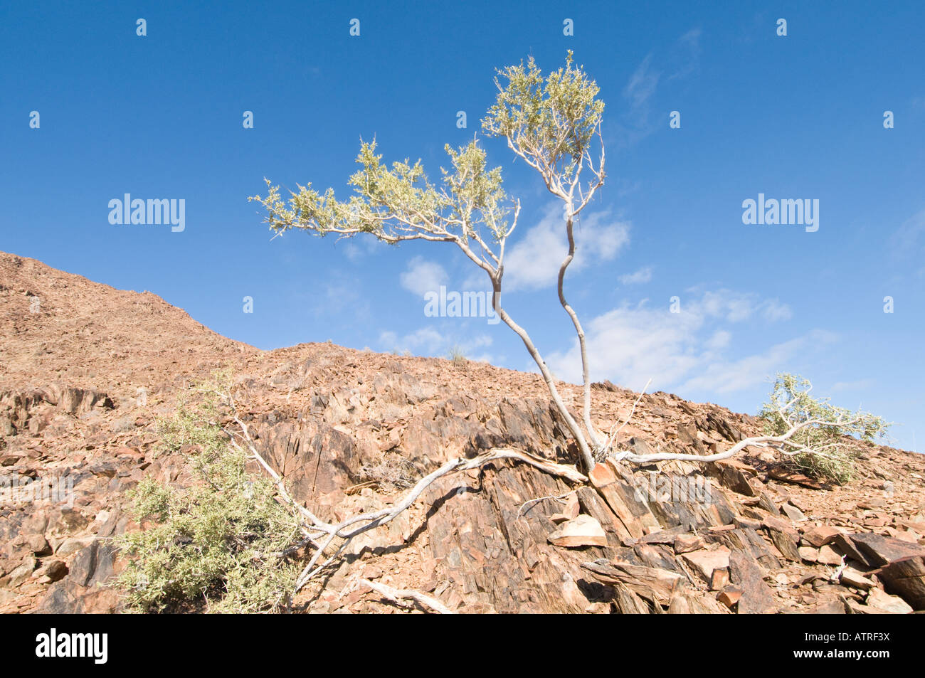 Ai Ais Richtersveld Transfrontier National Park at De Hoop Rest Camp desert tree on mountain Stock Photo