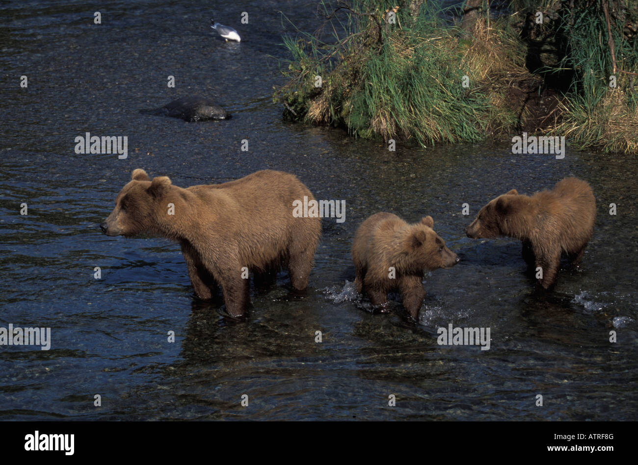 Ursus arctos brown bear and cubs hi-res stock photography and images ...
