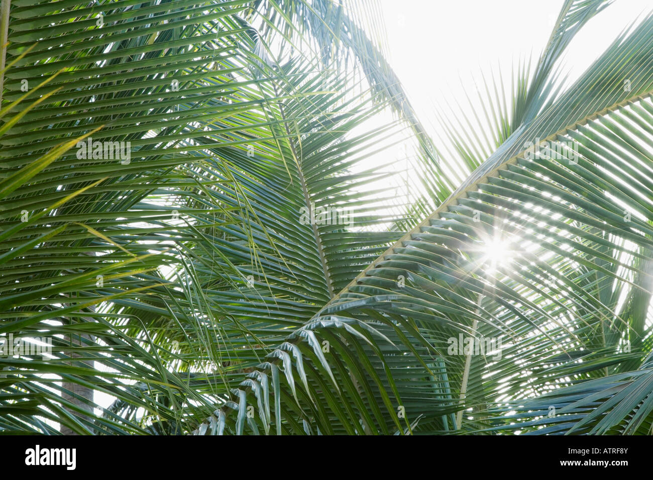 Green palm leaves lens flare hi-res stock photography and images - Alamy