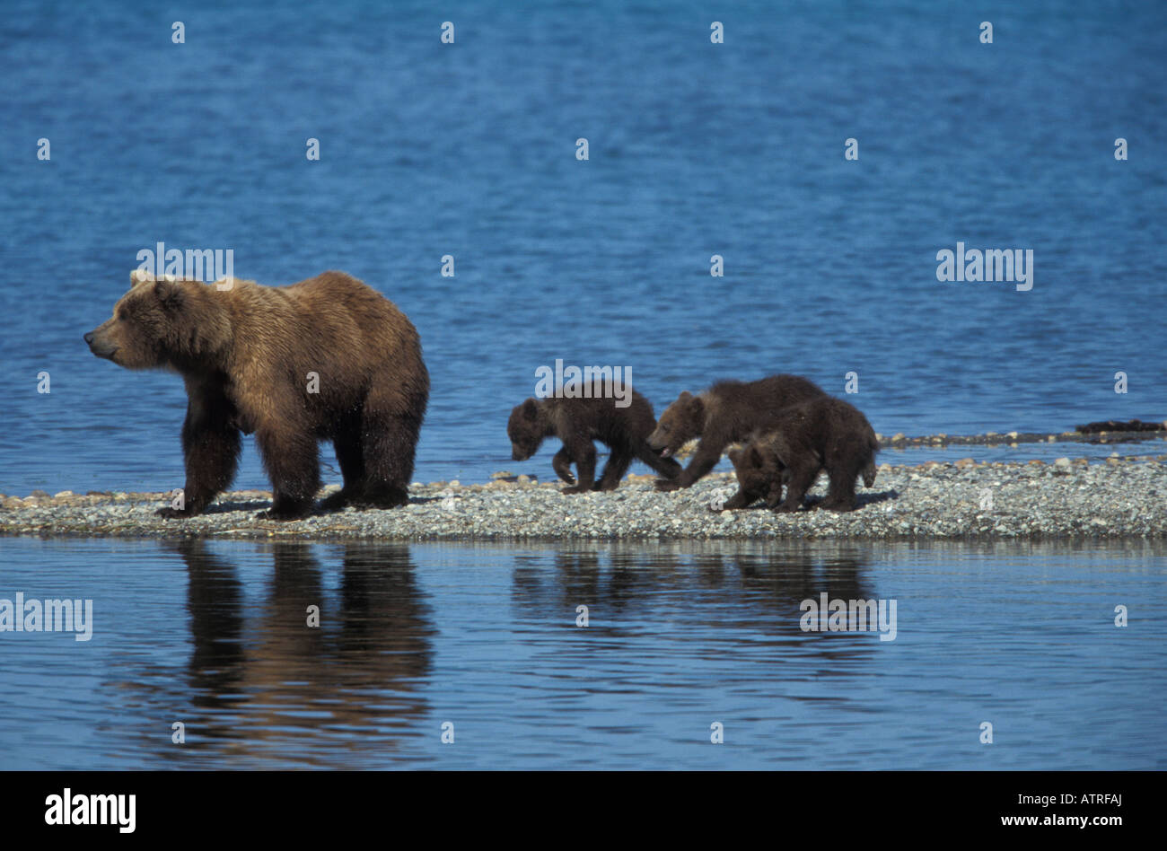 Brown Bear female, Ursus arctos, with three spring cubs Stock Photo - Alamy