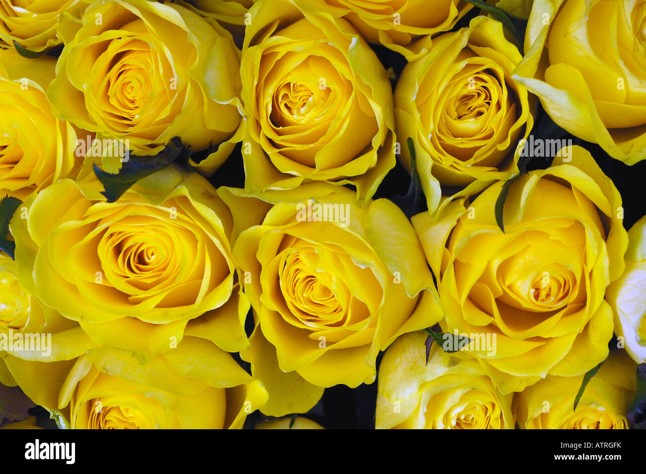 Bunch of yellow roses Stock Photo - Alamy
