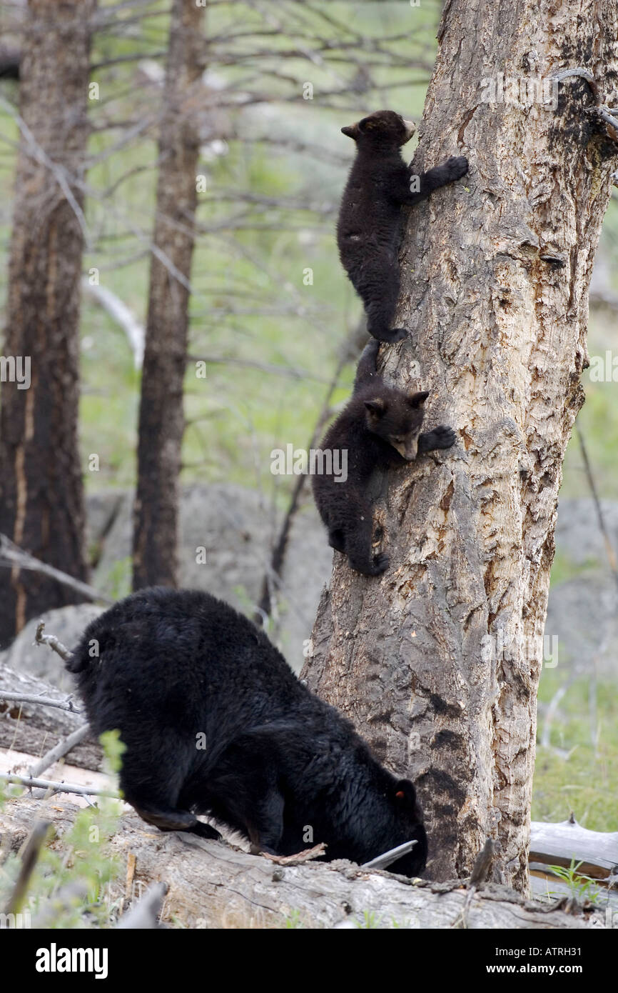 Three black bear ursus hi-res stock photography and images - Alamy