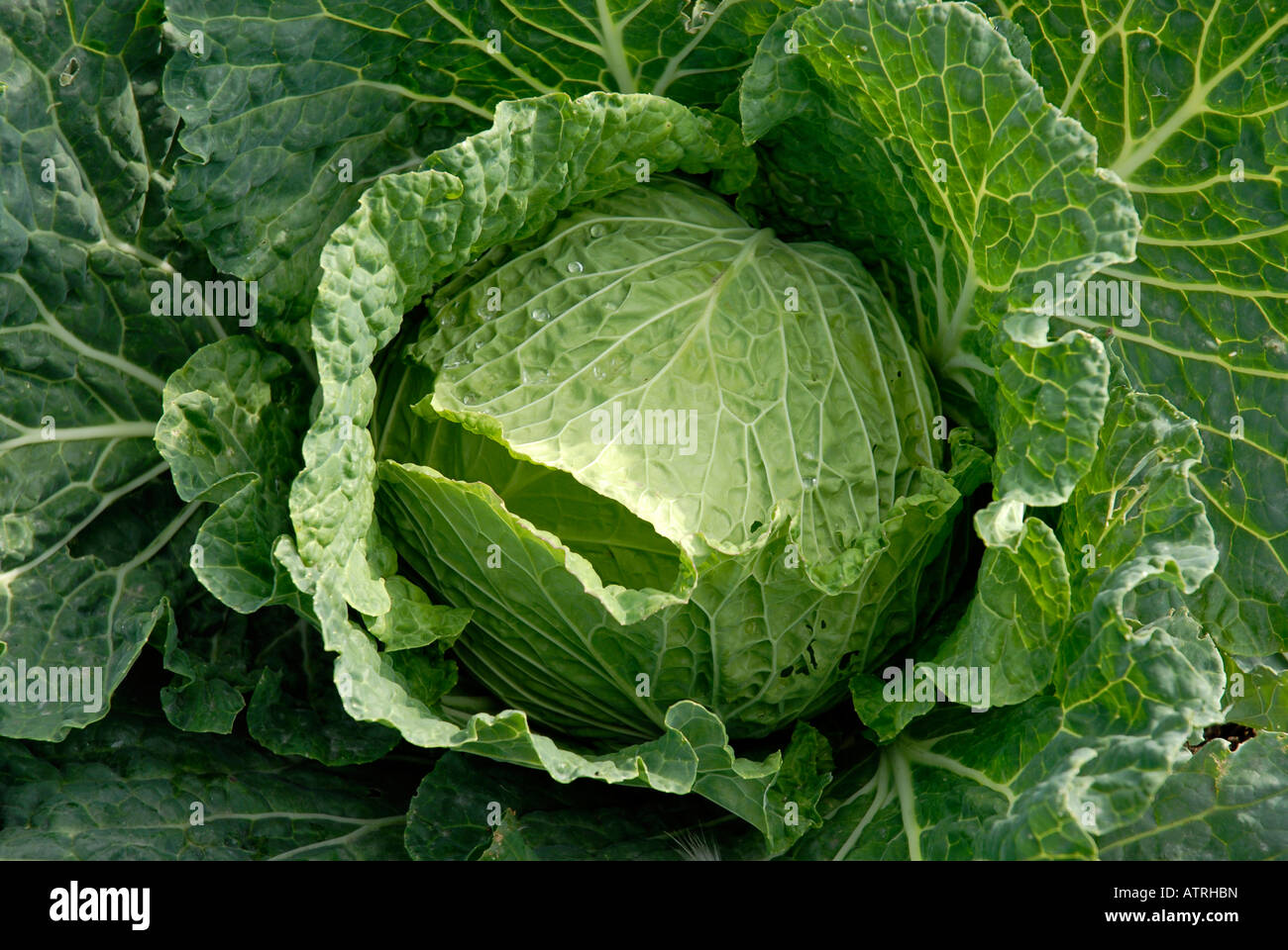Cabbage and water drop Stock Photo Alamy
