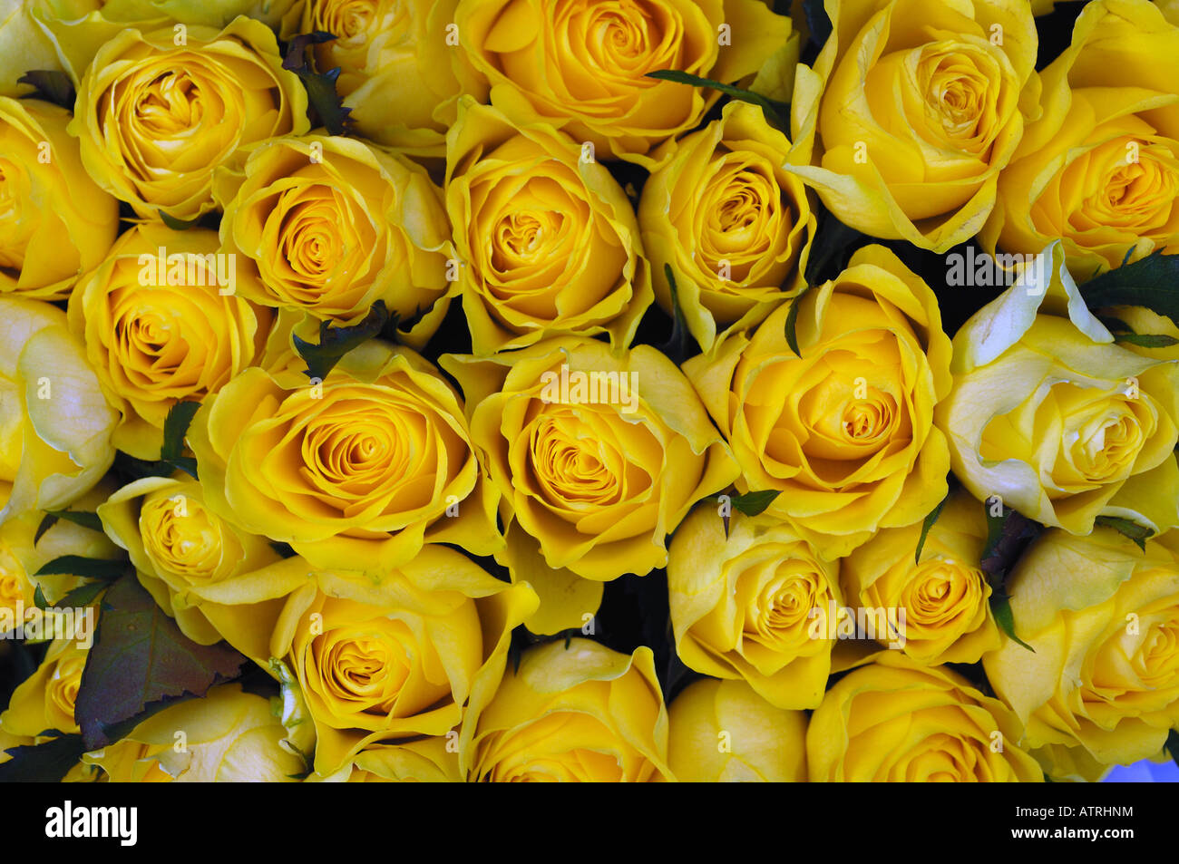 Bunch of yellow roses Stock Photo - Alamy