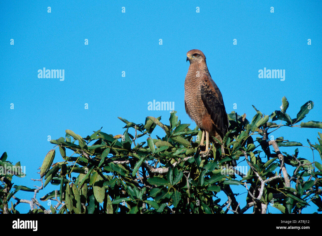 Savanna Hawk Stock Photo